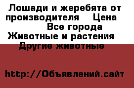 Лошади и жеребята от производителя. › Цена ­ 120 - Все города Животные и растения » Другие животные   